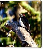 Wide-eyed Acorn Woodpecker Acrylic Print