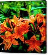 Wild Azaleas Acrylic Print