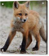 Wild Baby Red Fox On Alert Acrylic Print