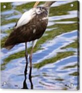 Wild Bird Of Leesburg Acrylic Print