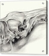 Wild Boar Skull And Metamorphosis Of Life 1 Acrylic Print