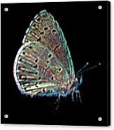 Wild Butterfly On Black Background Acrylic Print