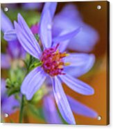 Wild Flowers In The Morning Acrylic Print