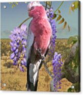 Wild Galah Cockatoo Portrait Acrylic Print