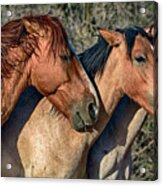 Wild Horse Trio Acrylic Print