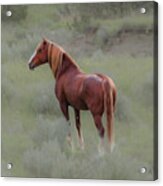 Wild Horses 10a Acrylic Print