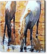 Wild Horses Acrylic Print