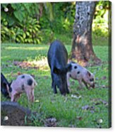 Wild Pigs Acrylic Print