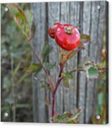 Wild Rose Hips And Fence Post Acrylic Print