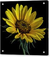 Wild Sunflower Acrylic Print