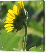 Wild Sunflower Acrylic Print
