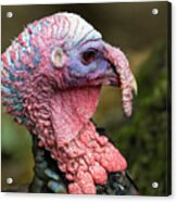 Wild Turkey Acrylic Print
