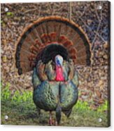 Wild Turkey Strutting Head On Acrylic Print