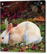 Wild White Bunny Acrylic Print