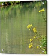 Wild Yellow Daisies Along The Creek Acrylic Print