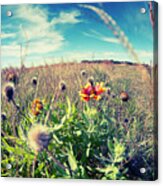 Wildflower Fisheye Acrylic Print