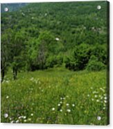 Wildflower Mountain Meadow Acrylic Print