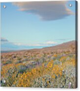 Wildflowers And Lenticular Cloud At Joshua Tree National Park, California Acrylic Print
