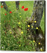 Wildflowers In The Olive Grove Acrylic Print