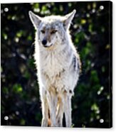 Wildlife Yellowstone Photography 20180520-150 Acrylic Print
