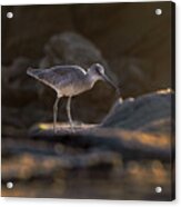 Willet In The Spotlight Acrylic Print