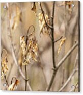 Wilted Leaves Acrylic Print