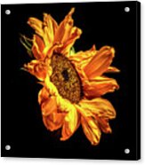 Wilting Sunflower #2 Acrylic Print
