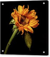 Wilting Sunflower #4 Acrylic Print