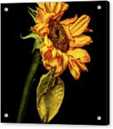 Wilting Sunflower #5 Acrylic Print