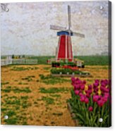 Windmill And Tulips Acrylic Print
