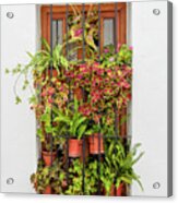 Window Plants Painted Photo Acrylic Print