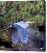 Wings Down Great Blue Heron Acrylic Print