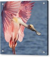 Wings Up, Neck Out Acrylic Print