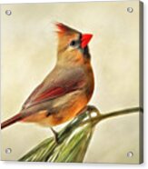 Winter Cardinal Acrylic Print