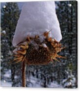 Winter Coat Acrylic Print