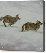 Winter Coyotes Acrylic Print