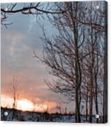 Winter Dawn With Aspen Trees Acrylic Print