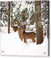 Winter Deer In The Woods Acrylic Print
