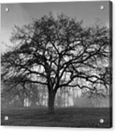 Winter Morning Tree Silhouette Bw Acrylic Print