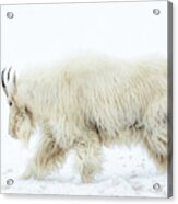 Winter Mountain Goat Acrylic Print