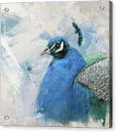 Winter Peacock Patrol Acrylic Print