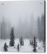 Winter Spruce Black And White Acrylic Print