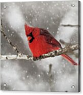 Winter Time Cardinal Acrylic Print