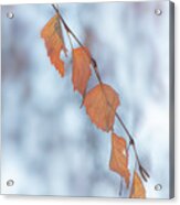 Winter Weeping Birch Leaves Acrylic Print