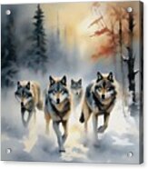 Winter Wolf Pack - 02461 Acrylic Print