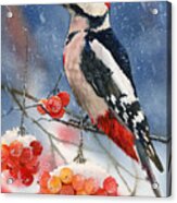 Winter Woodpecker Acrylic Print