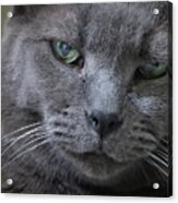 Wise Old Cat Acrylic Print