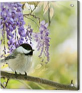 Wisteria And Willow Tit Acrylic Print