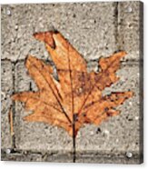 Withered Leaf Over Concrete Blocks Acrylic Print