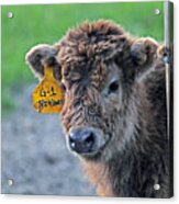 Wixom Farm Highland Cattle - 2 Weeks Old Acrylic Print